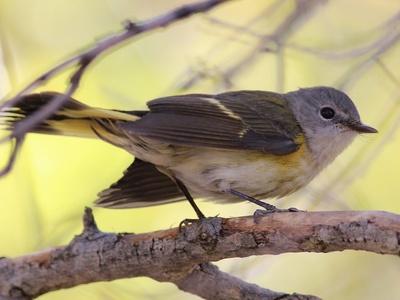 American redstart