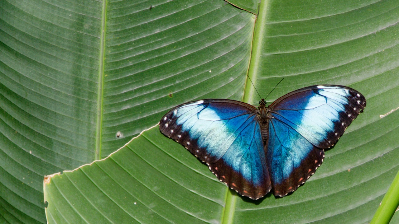 Red-eyed tree frog and blue morpho butterfly in Nicaraguan rainforest