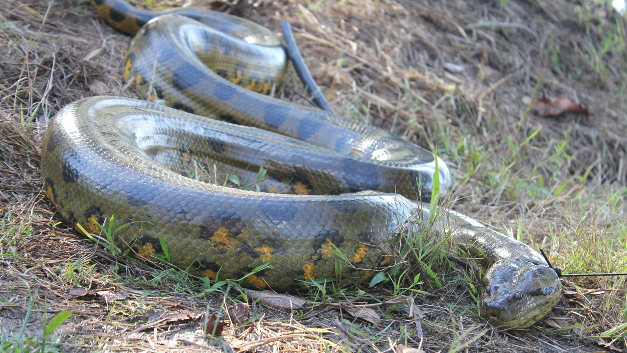 Poison dart frog, green anaconda and blue morpho butterfly in Colombian rainforest