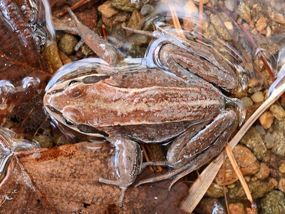 Amur frog