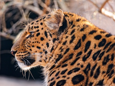 Amur leopard