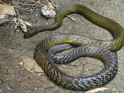 Amur rat snake