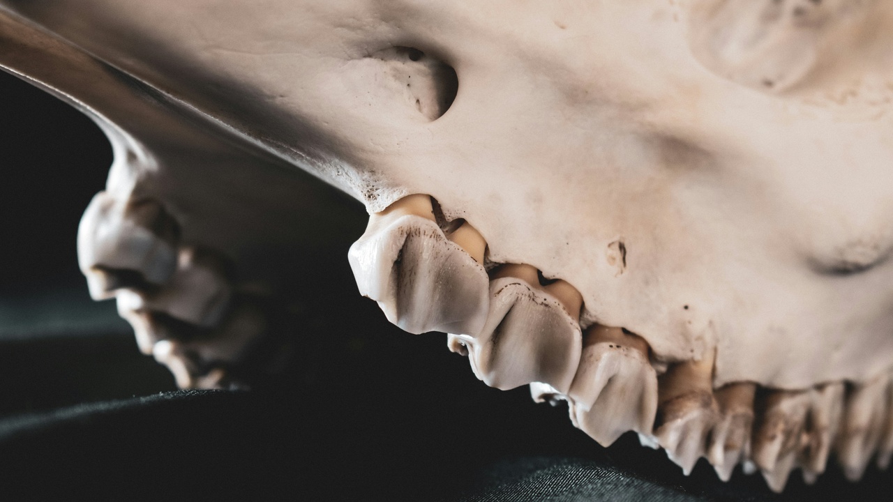 Comparison of animal dentition and digestive tract cross-sections showing ruminant and carnivore anatomy