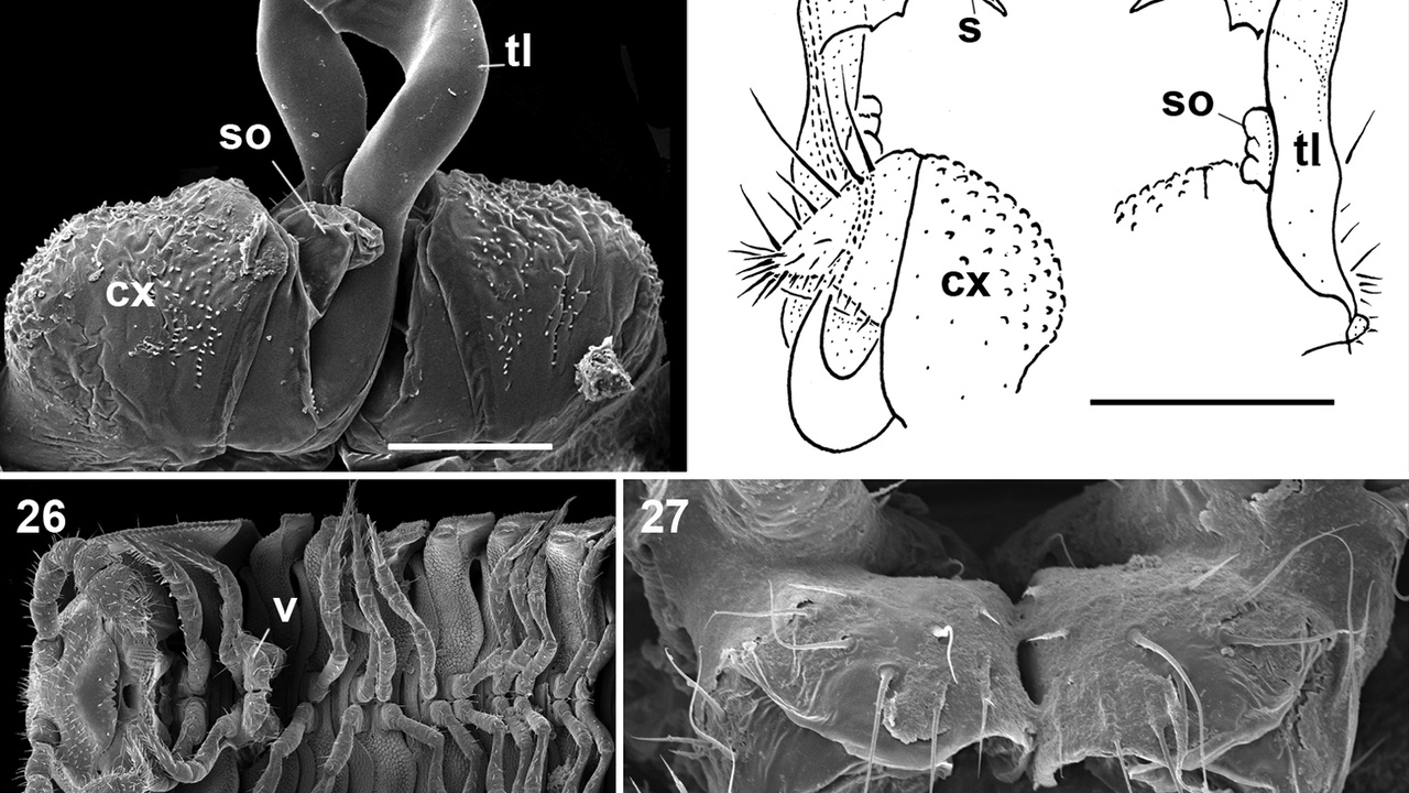 Millipede anatomy close-up showing segments and legs