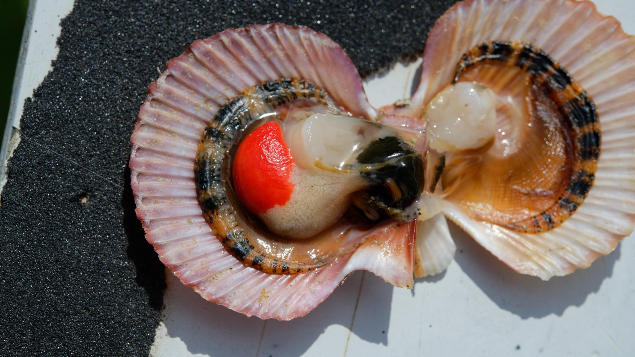 Close-up of scallop anatomy showing shell and mantle