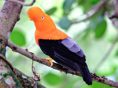 Andean Cock-of-the-rock