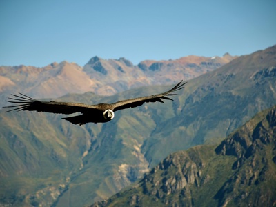 Andean Condor
