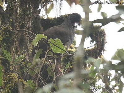 Andean Guan