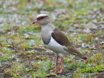 Andean Lapwing