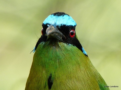 Andean Motmot