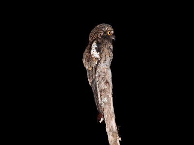 Andean Potoo