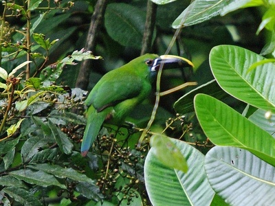 Andean Toucanet