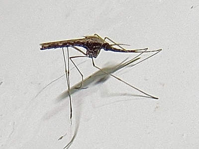 Anopheles albimanus