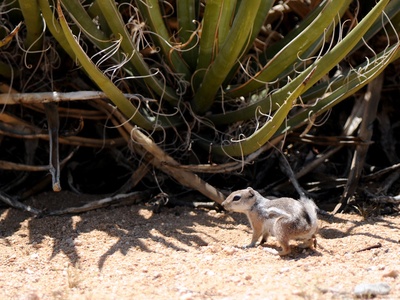 Antelope ground squirrel