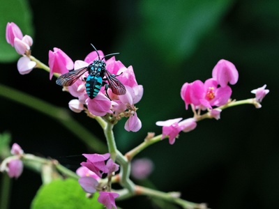 Antigonon (coral vine)
