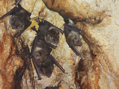 Antillean fruit-eating bat