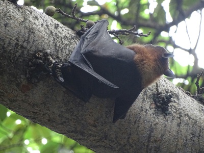 Antillean fruit bat (tree bat)