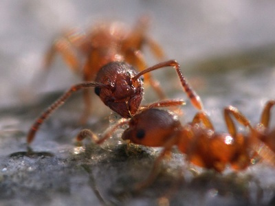 Ants