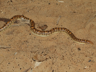Arabian sand boa