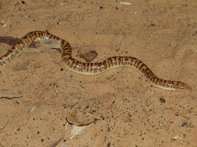 List Of Desert Reptiles Flora Fauna Fun