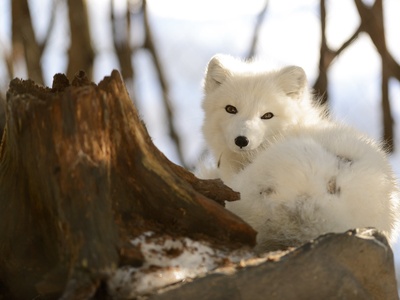 Arctic fox
