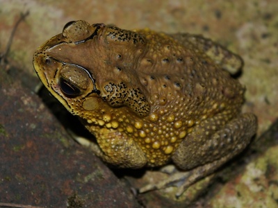 Asian Common Toad