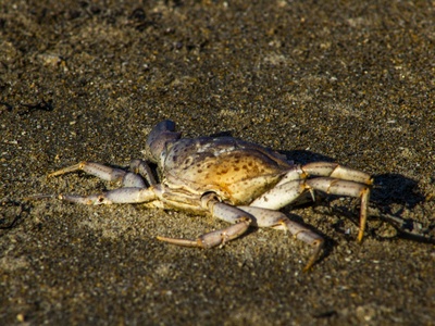 Asian shore crab