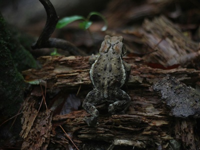 Asiatic toad