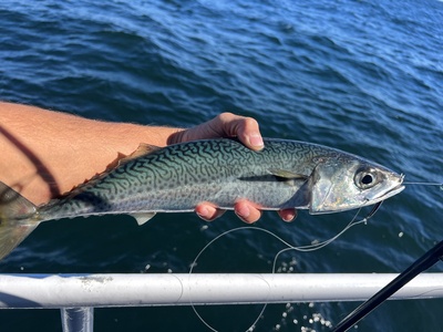 Atlantic chub mackerel