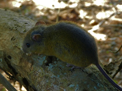 Atlantic Forest climbing mouse