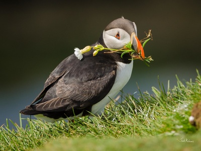 Atlantic puffin