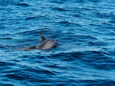 Atlantic spotted dolphin