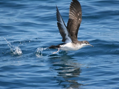 Audubon's Shearwater
