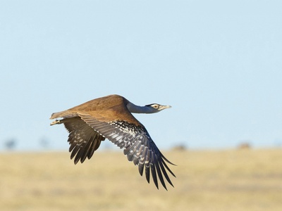 Australian bustard