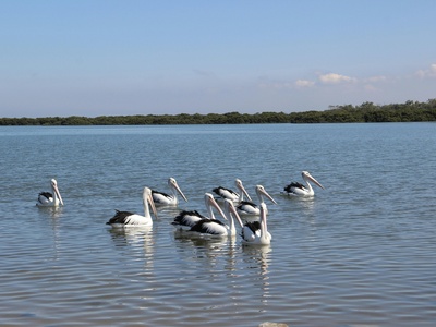 Australian pelican