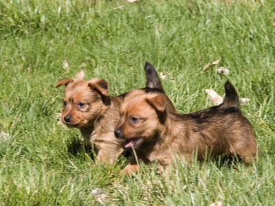 Australian Terrier