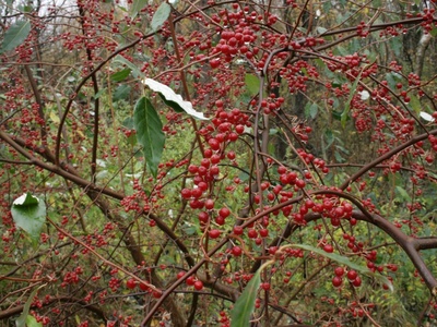 Autumn olive