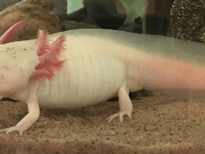 Axolotl (leucistic morph)