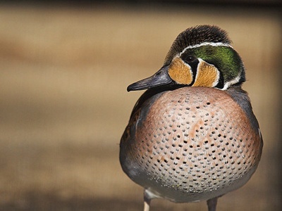 Baikal teal