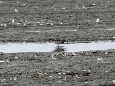 Baird's Sandpiper