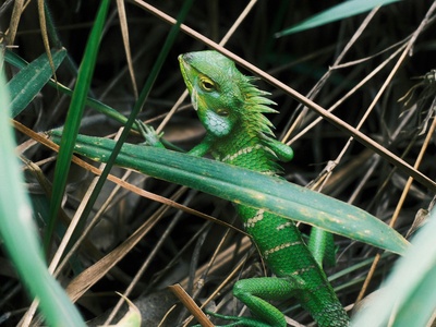 Balkan green lizard