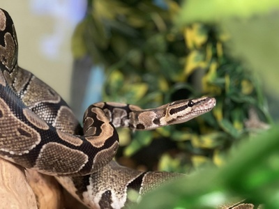 Ball python