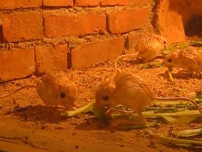 Baluchistan pygmy jerboa