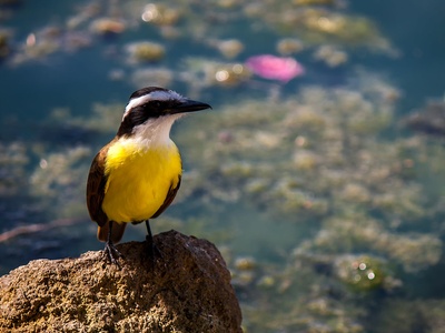 Bananaquit