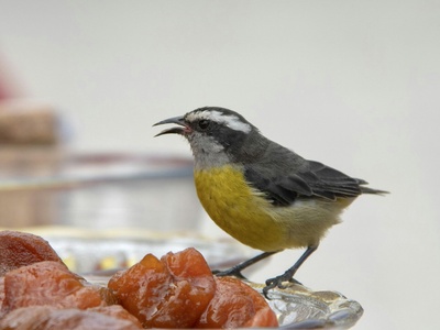Bananaquit