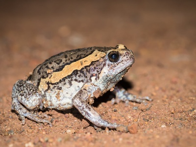Banded Bullfrog