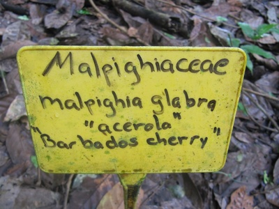 Barbados cherry (Acerola)