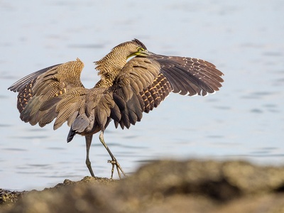 Bare-throated Tiger-Heron