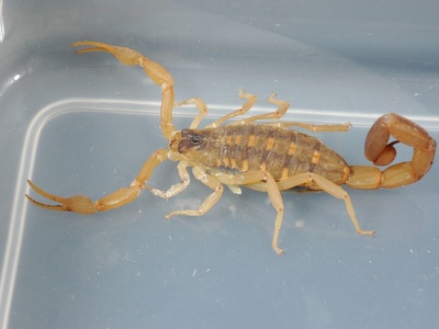 Bark scorpion