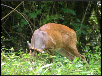 Barking deer (Muntjac)